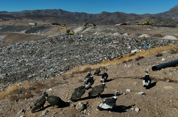 Des condors à la recherche de nourriture, à la décharge de Los Colorados exploitée par KDM Residuos, à Tiltil, au Chili, le 8 mai 2026
