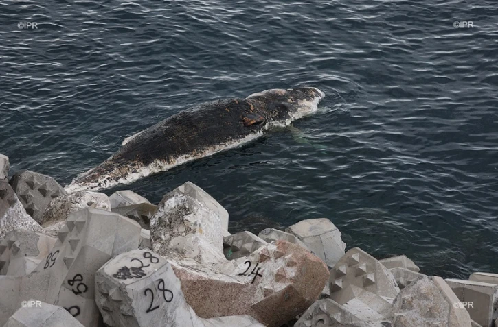 Une carcasse de cachalot au large de la Grande Chaloupe