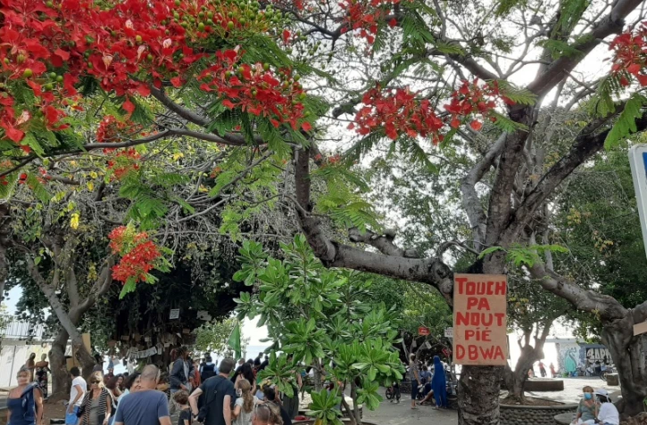 Rassemblement citoyen devant les arbres du bassin pirogue