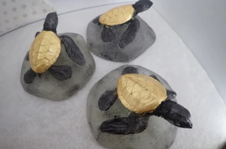 Kélonia : des moulages des tortues vertes nées à La Réunion en vente à la boutique