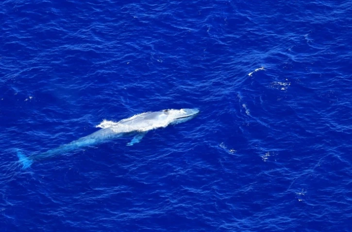 Seconde observation d'une baleine bleue à La Réunion en 2022