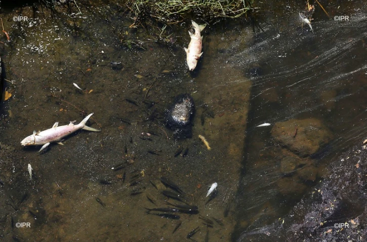 Poissons morts