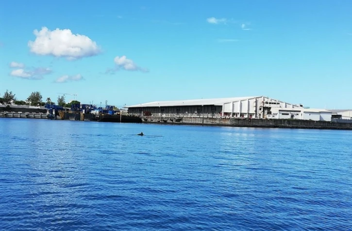 Des dauphins au Port