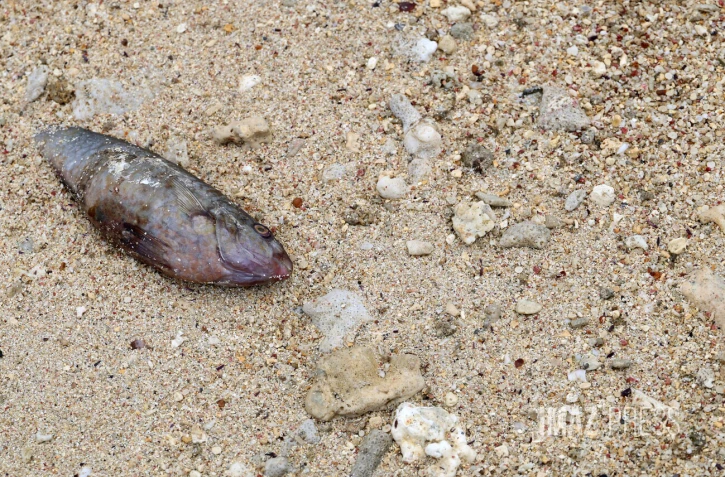 Poissons morts dans le lagon
