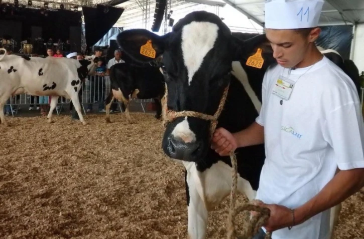 Les exposants et les vaches font la grimace.