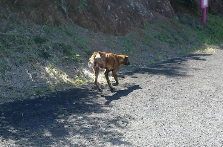 L\'association recherche Caline pour la sauver