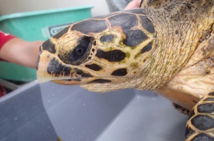 Tortue Miti - Kélonia 