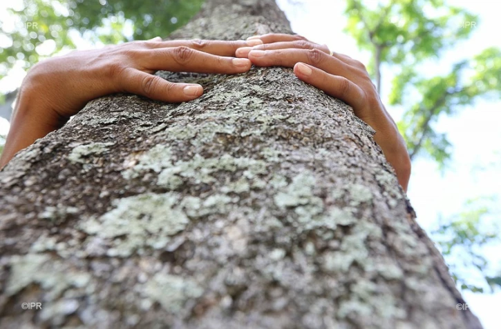 Arbres 
