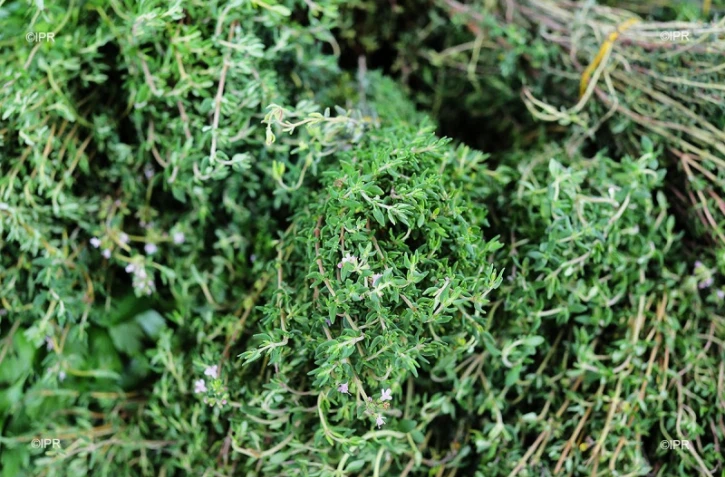 reportage légumes et fruits 