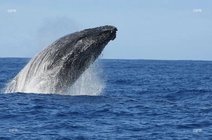 baleines