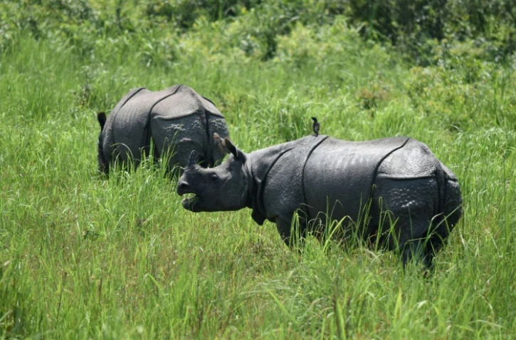 Des rhinocéros le 2 juin 2016 dans le parc national de Kaziranga en Inde