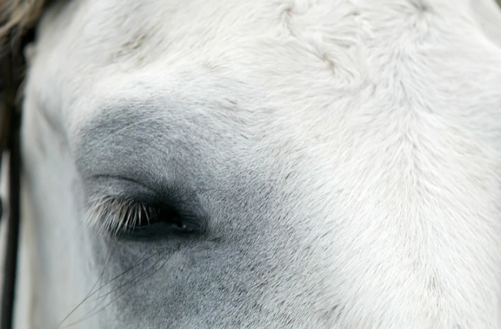 chevaux 