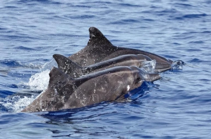 Un groupe de dauphins sténos rostrés observé au large de La Réunion