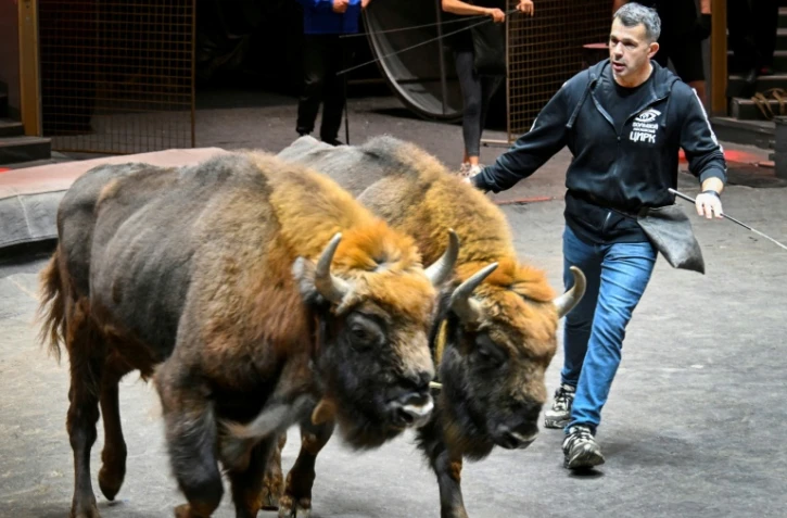 Le dresseur français lors d'une séance de travail avec des bisons d'Europe au Grand cirque de Moscou, le 1er octobre 2026