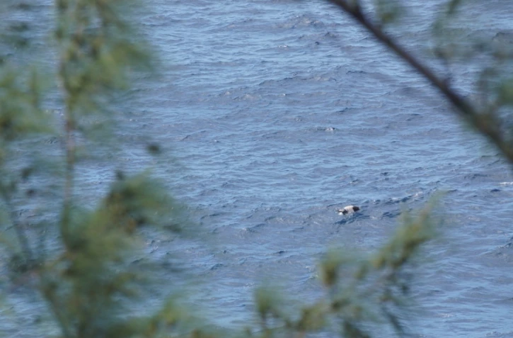 tortue imbriquée mortée petite-ile