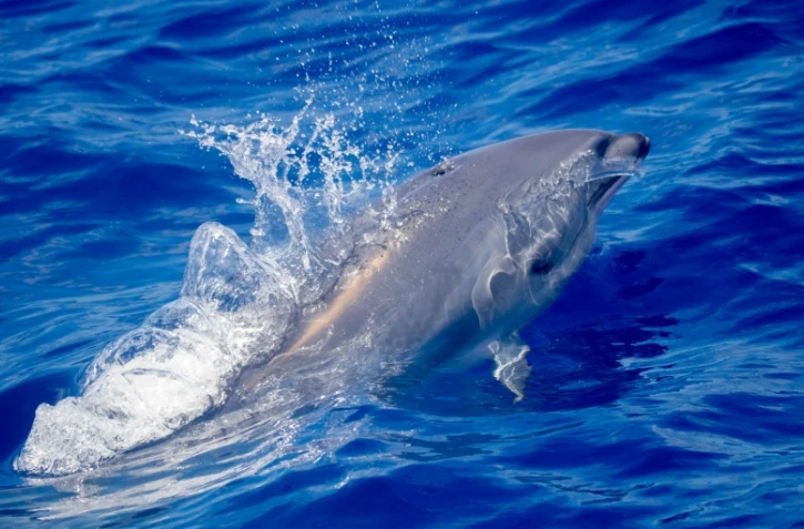 Un grand groupe de dauphins d'Electre et de Fraser observé dans le sud 