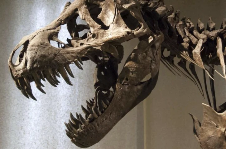 Des dents de dinosaures originaires du Maroc saisies dans le sud de la France