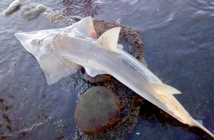 Requin-Guitare échoué à bassin pirogue