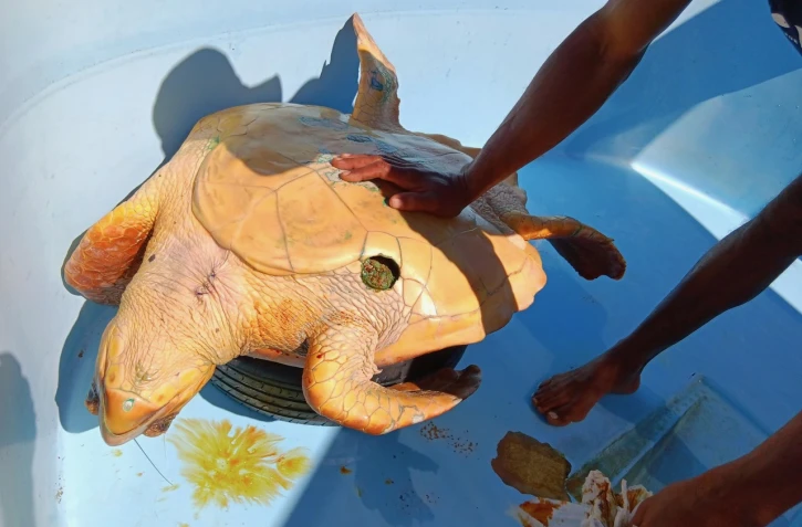 Kélonia : une tortue caouanne victime d'une morsure de requin