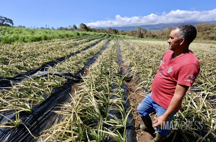 Garance : La Réunion, l'île en phase de sauvegarde