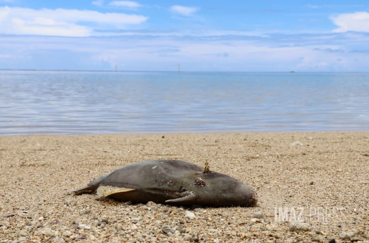 Poissons morts dans le lagon