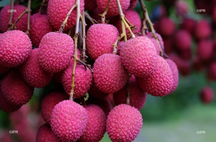 litchis 