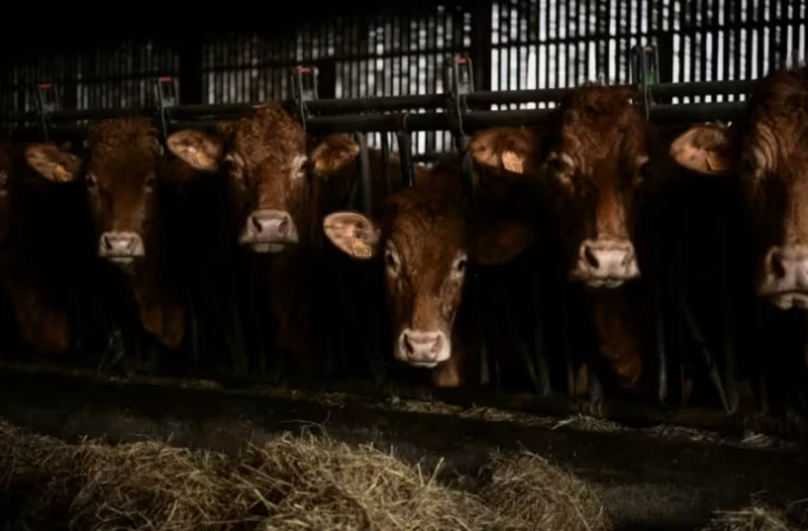 Elevages bovins : les seuils de déclaration environnementale relevés