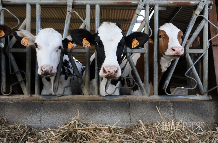 vaches laitieres elevage 
