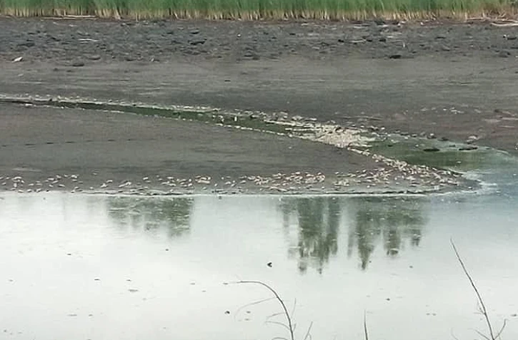 Des centaines de poissons morts retrouvés à l'Etang du Gol 