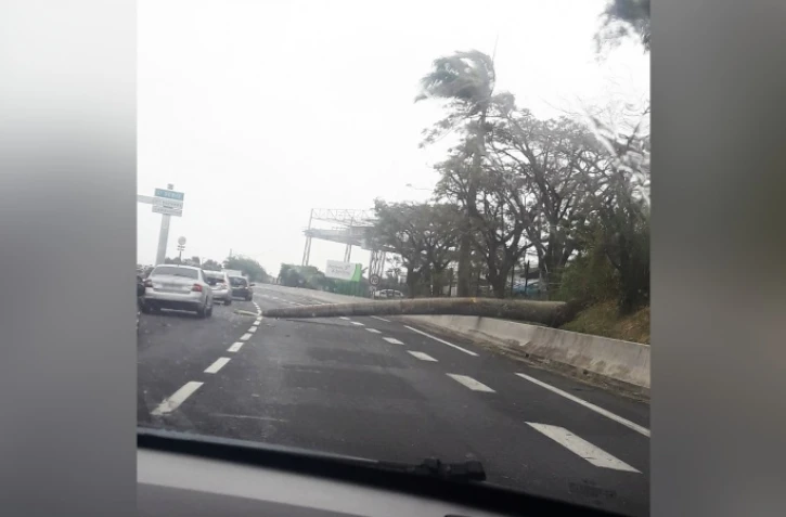 Saint-André : un arbre tombe sur la quatre voies