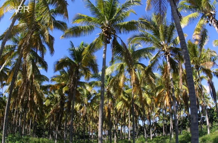 météo réunion 