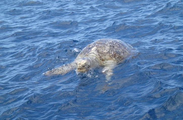 Tortue morte