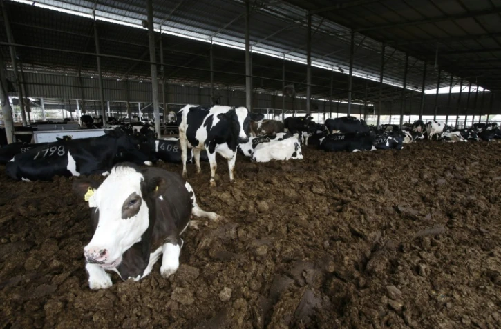 Les vaches de l'exploitation laitière Jebrini fabriquent du lait et du biogaz, le 10 avril 2017 à Hébron en Cisjordanie