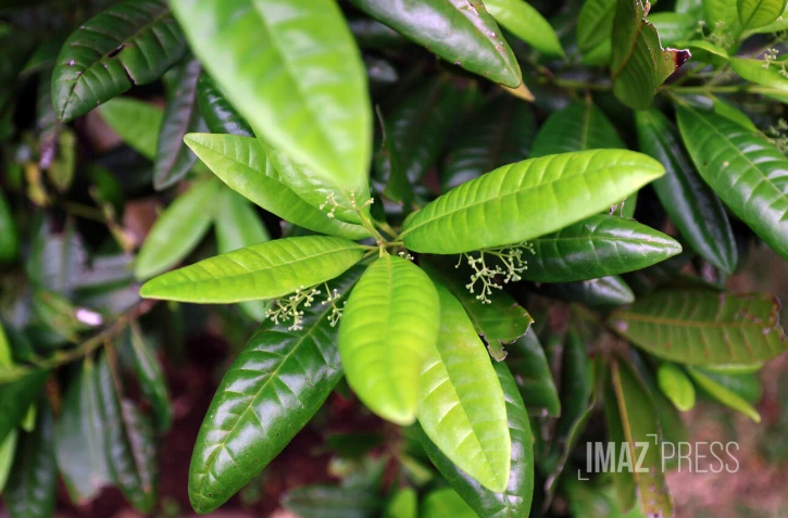 feuilles de quatre épices