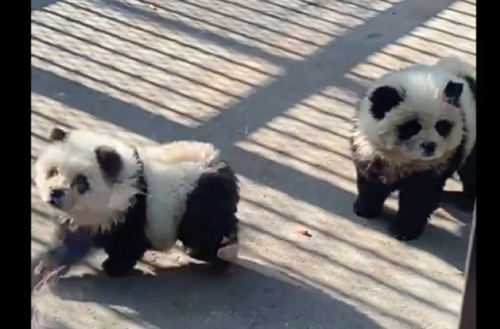 Chine : un zoo déguise des chiens en pandas pour attirer les visiteurs