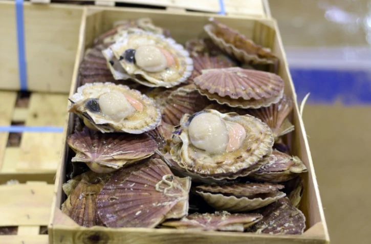 Les pêcheurs français et britanniques sont parvenus à trouver un accord sur la pêche de la coquille Saint-Jacques