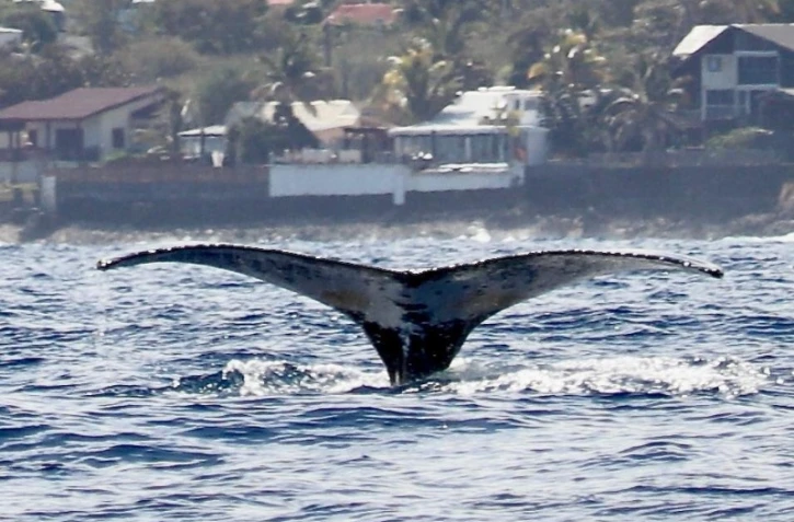 baleines visible dans l'ouest juillet 2022