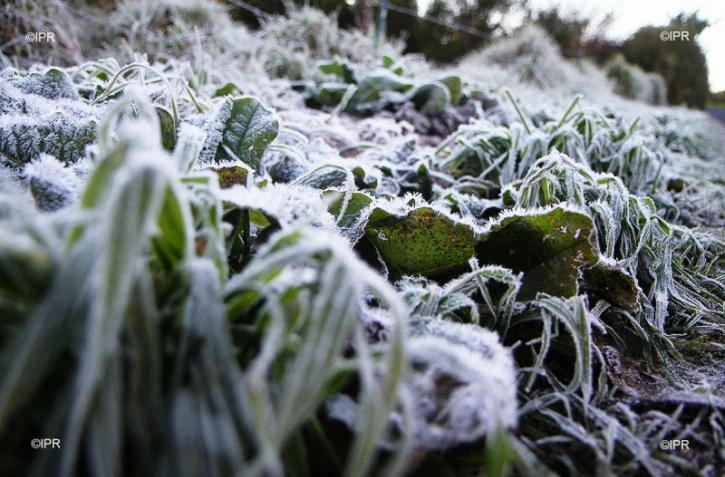Givre plaine des cafres 