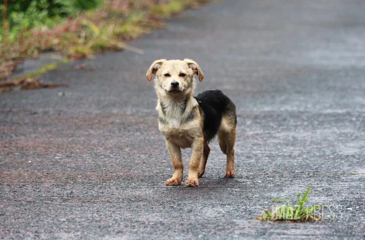 chien errant 