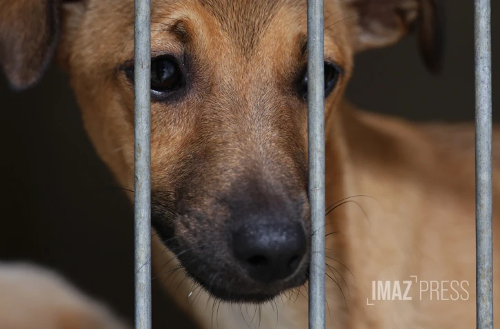 chien en fourrière