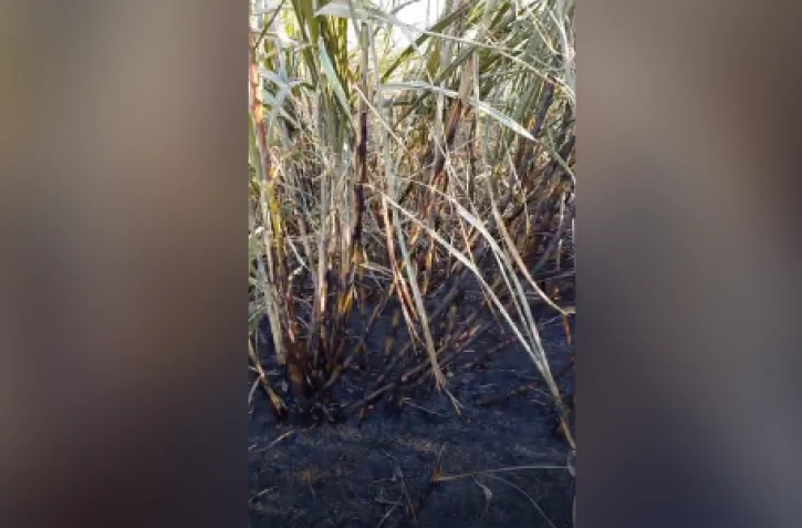 incendie dans champs de cannes à beauséjour