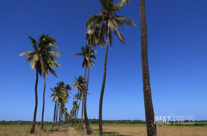 cocotiers 