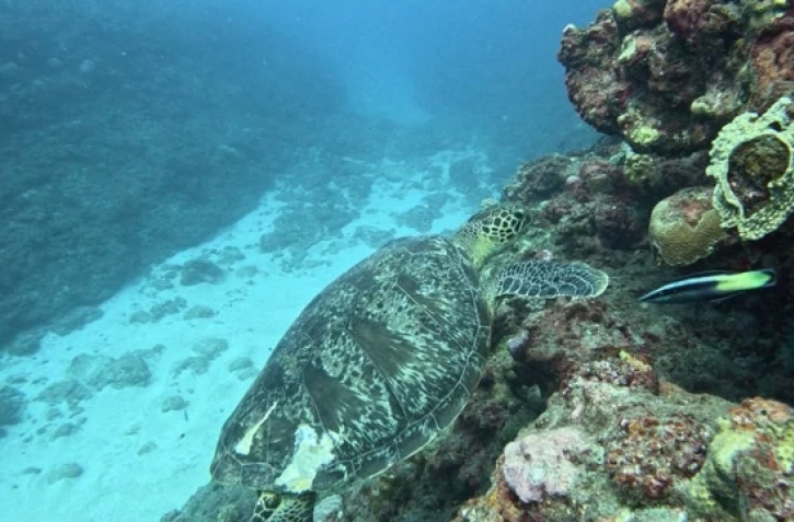 Une nouvelle tortue blessée par l'hélice d'un bateau