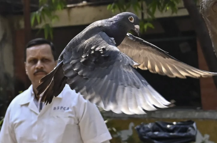 En Inde, un pigeon soupçonné d'espionnage relâché [?]