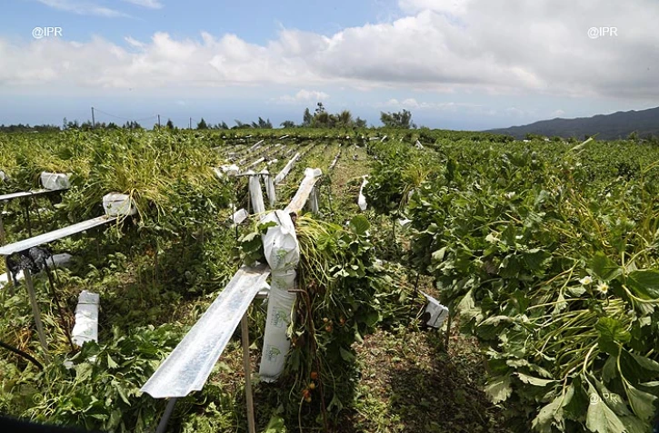 agriculture Piton Hyacinthe