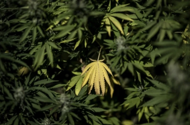 Une étape clé franchie vers la généralisation du cannabis médical en France ( AFP / PATRICIA DE MELO MOREIRA )