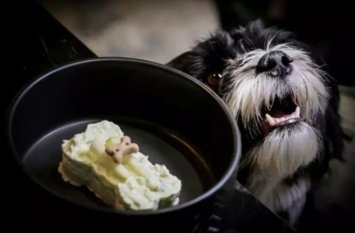 Un chien nommé Pepe attend un dessert en forme d'os servi au restaurant Fiuto à Rome, le 21 novembre 2023 ( AFP / Tiziana FABI )