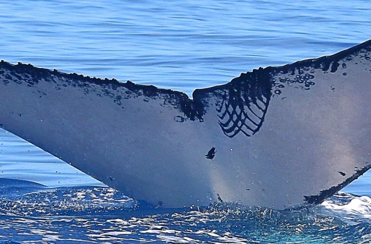 La baleine à bosse Leia revient pour une troisième visite à La Réunion