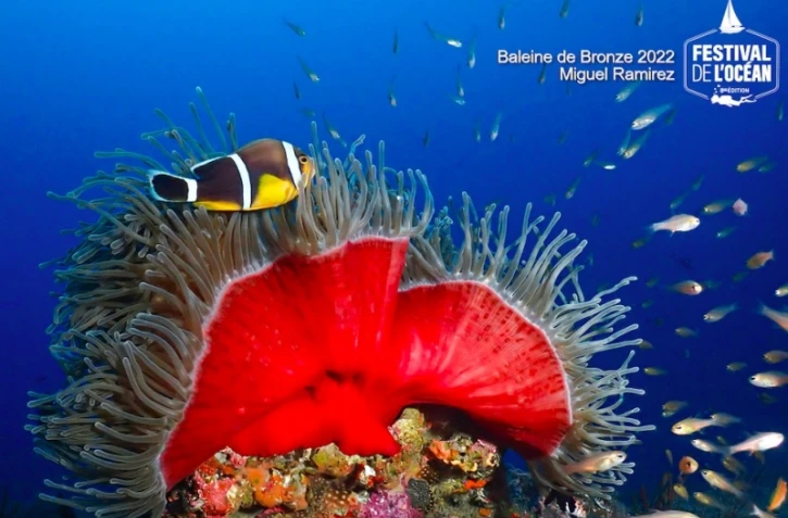 Retrouvez le palmarès de la 8ème édition du Festival de l'Océan