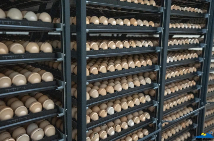 Saint-Joseph : Huguette Bello à l'inauguration du couvoir Eclocea